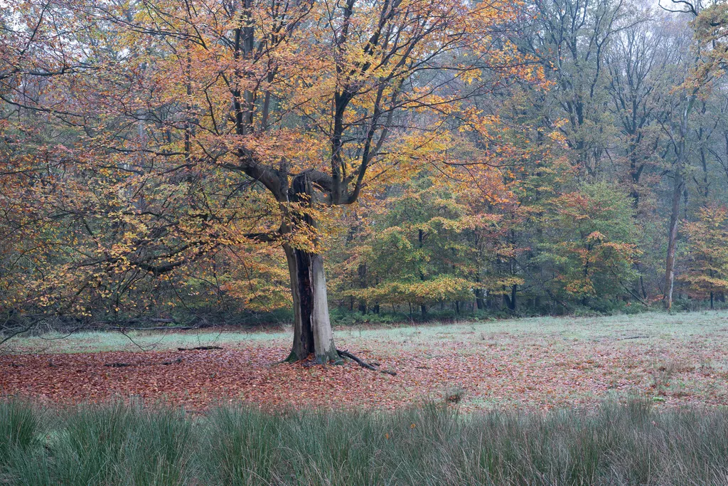 Landscape