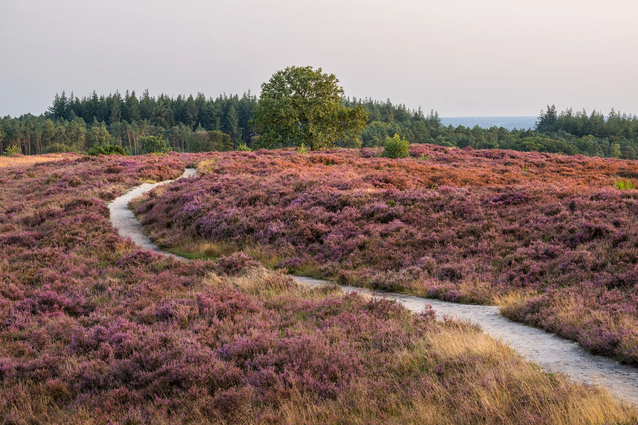 Landscape