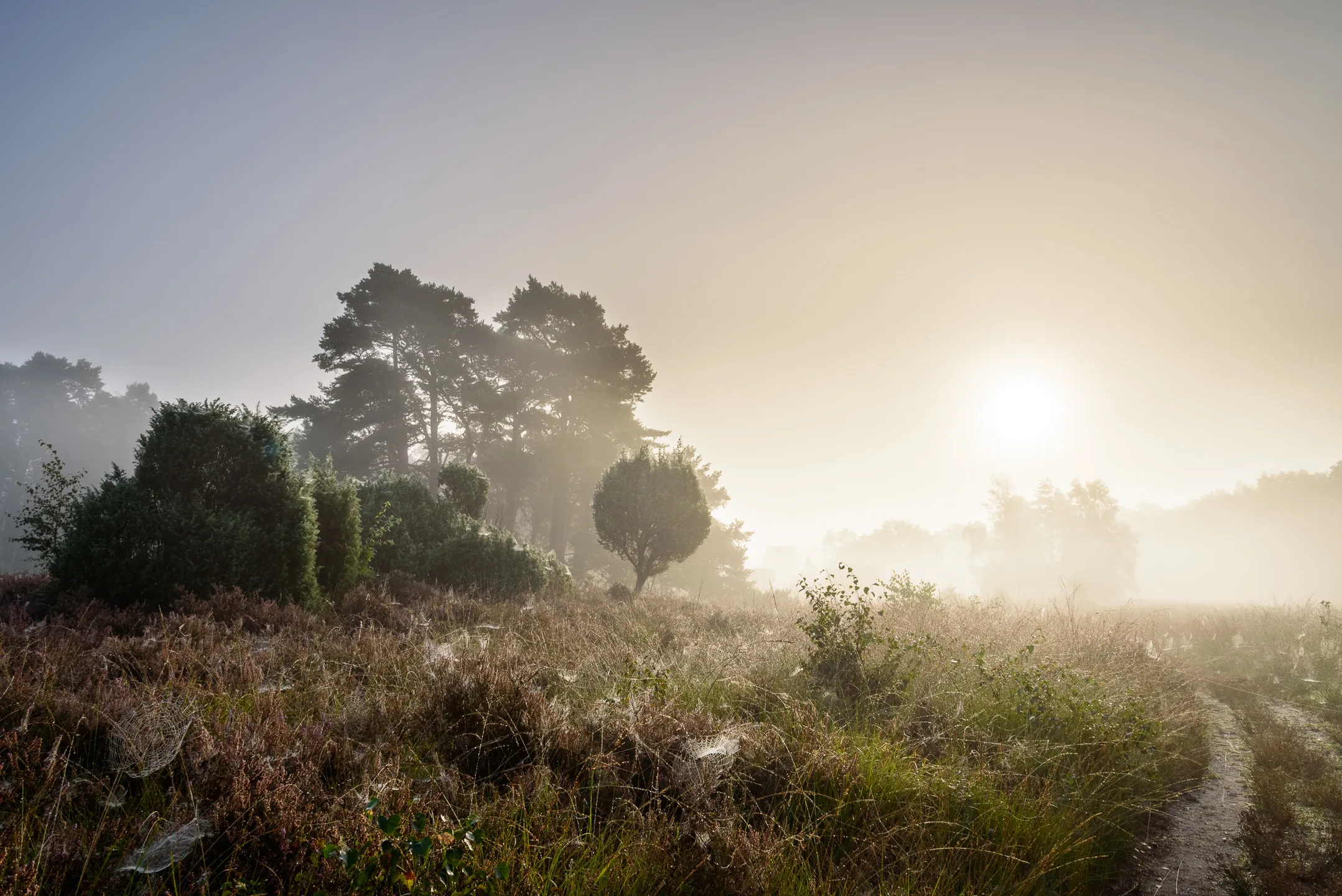 Landscape