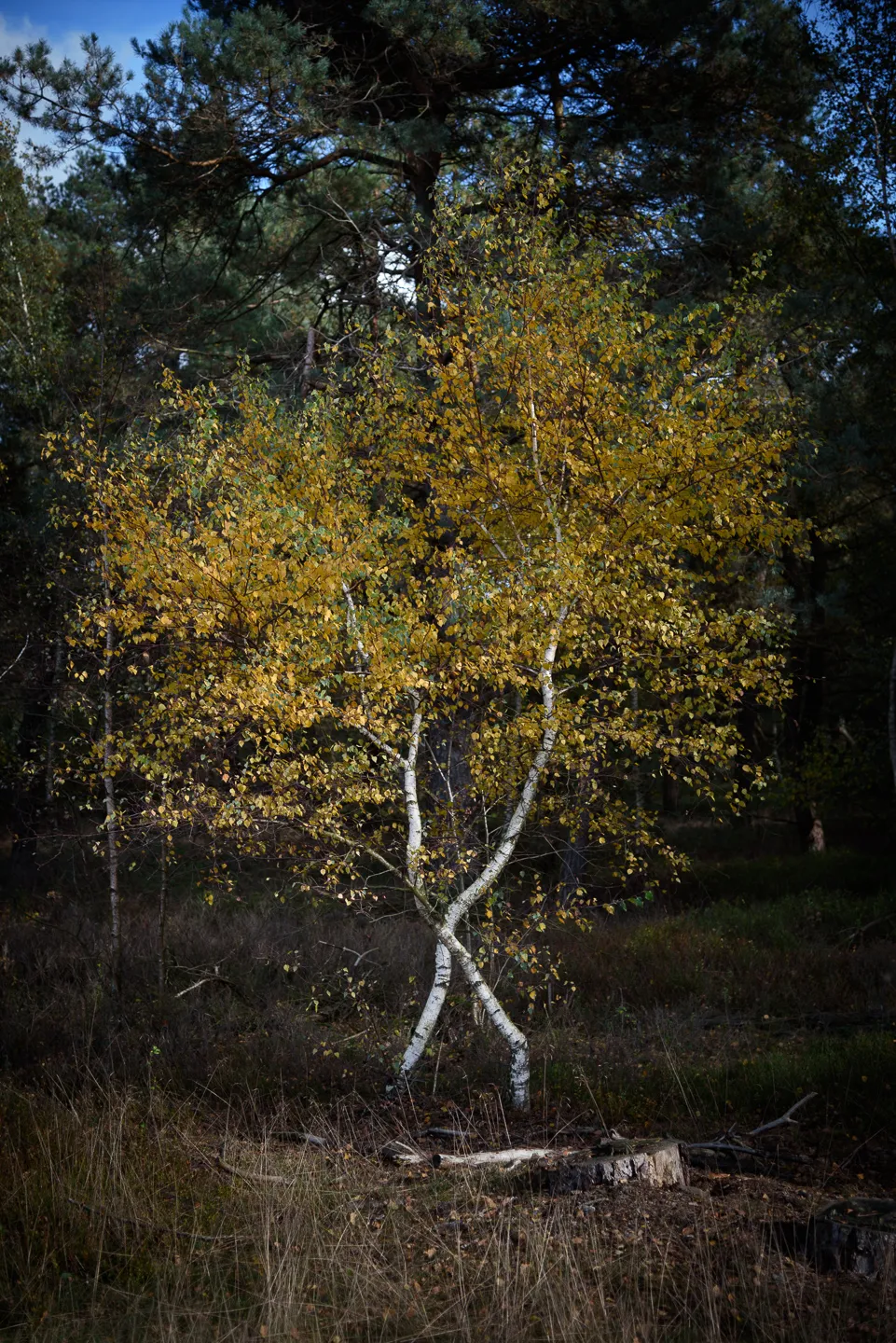 Landscape