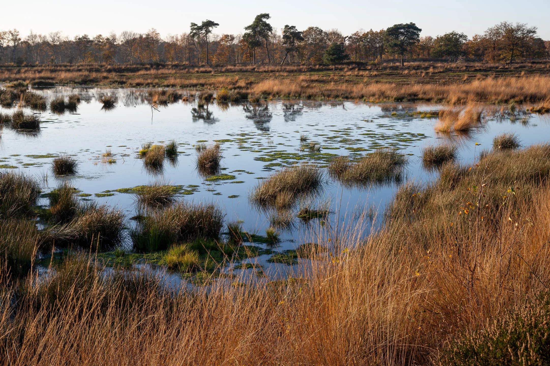 Landscape